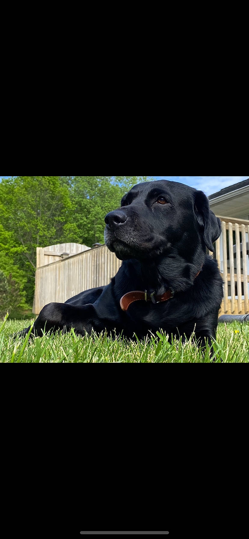 Blaze joined the competition — help win amazing prizes! borador, canidae, carnivore, collar, companion_dog, dog, dog_breed, dog_collar, gun_dog, hunting_dog, labrador_retriever, mammal, pet_supply, retriever, snout, sporting_group, whiskers, working_animal, working_dog