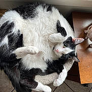 Jasper is registered to the contest to win money with this photo: cat, black_and_white, feline, pet, indoor, resting, cozy, fur, animal, cute, relaxed, bed, soft, paw, whiskers, ears, wooden_table, figurine, elephant, tile_floor