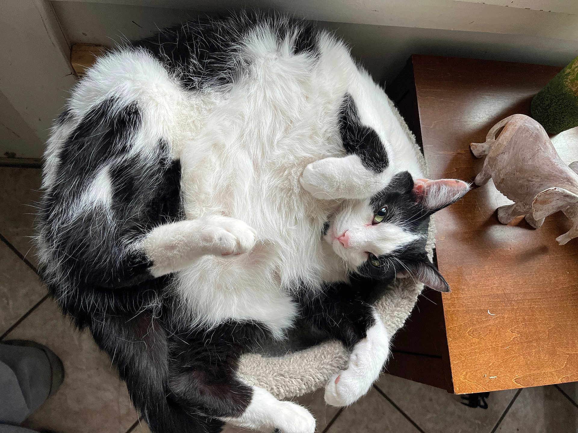 Jasper