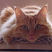 Lily is registered to the contest to win money with this photo: