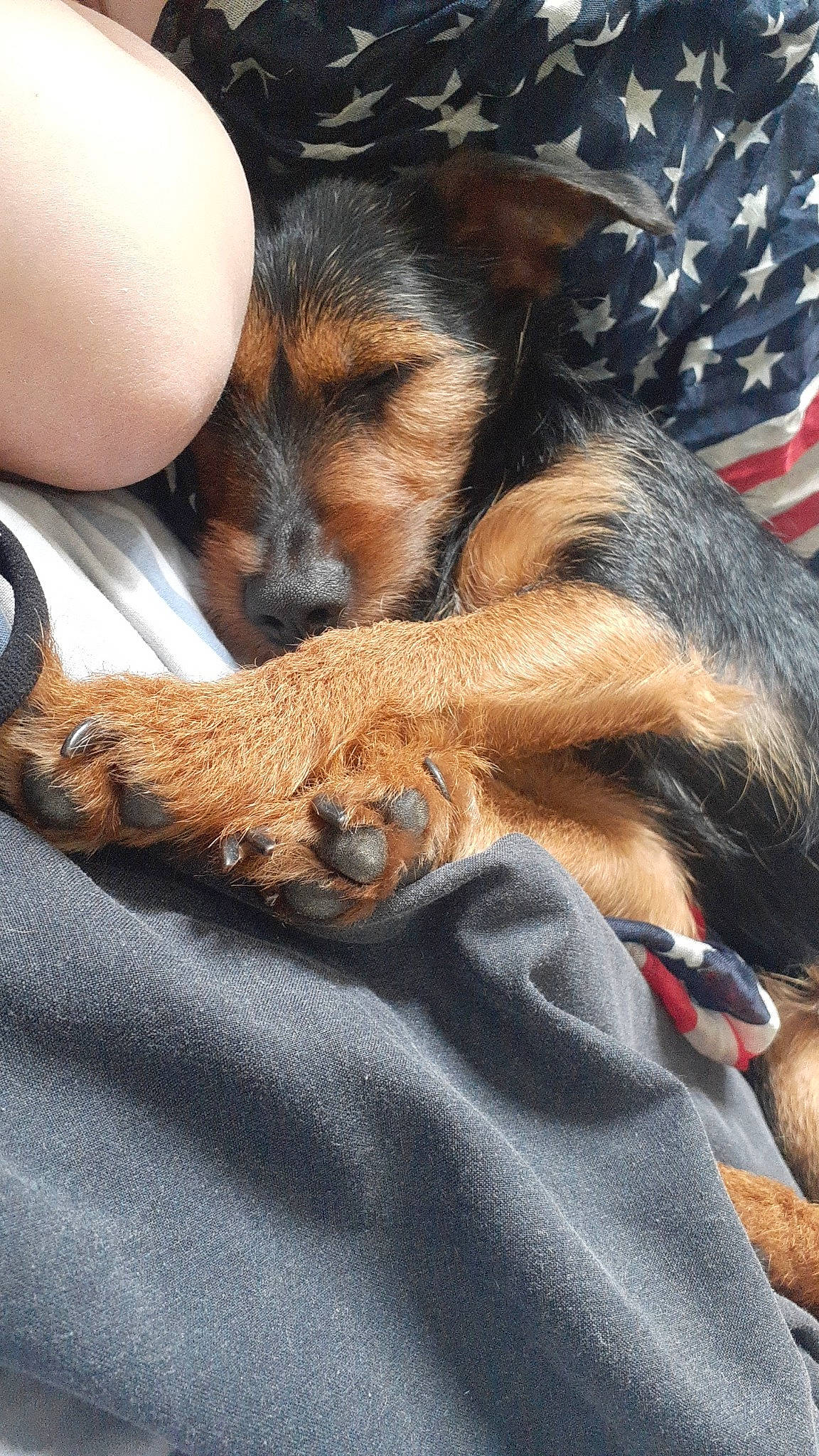 Boubouille participe au concours pour gagner de l'argent avec cette photo : canidae, carnivore, claw, comfort, companion_dog, dog, dog_breed, fawn, flag, fur, nap, paw, recipe, snout, sporting_group, terrestrial_animal, terrier, toy_dog, whiskers, working_animal