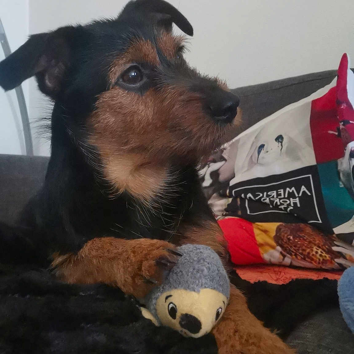 Boubouille a rejoint le concours — aidez-le/la à gagner de superbes lots ! canidae, carnivore, companion_dog, dog, dog_breed, dog_supply, fawn, fur, guard_dog, pet_supply, plush, snout, sporting_group, stuffed_toy, terrestrial_animal, toy, wood, working_animal, working_dog