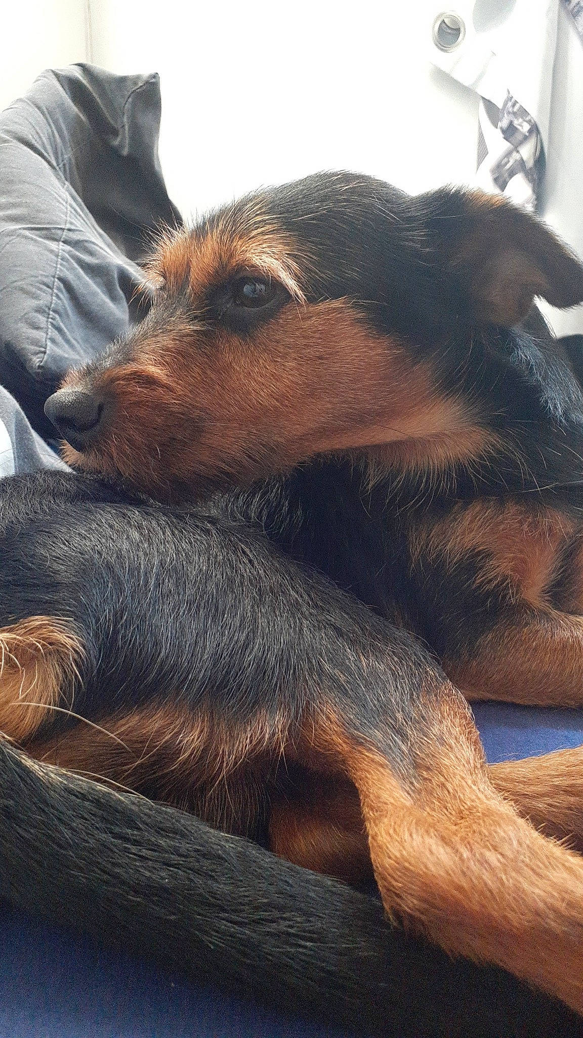 Boubouille participe au concours pour gagner de l'argent avec cette photo : canidae, carnivore, companion_dog, dog, dog_breed, ear, fur, liver, rottweiler, snout, sporting_group, terrestrial_animal, working_animal, working_dog