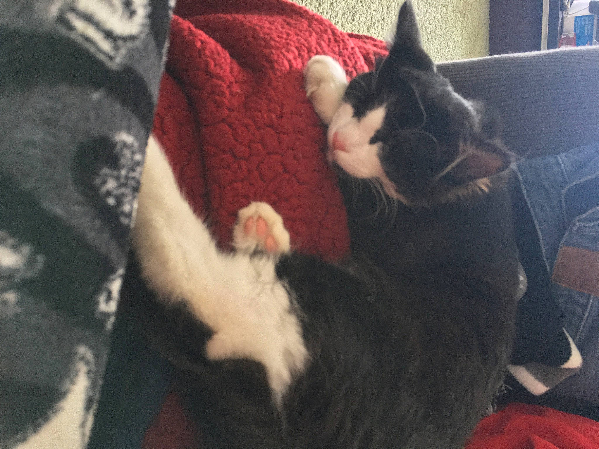 Iroh joined the competition — help win amazing prizes! black, black_cat, carnivore, cat, domestic_short_haired_cat, ear, felidae, fur, kitten, lap, leg, nap, paw, polydactyl_cat, small_to_medium_sized_cats, tail, whiskers