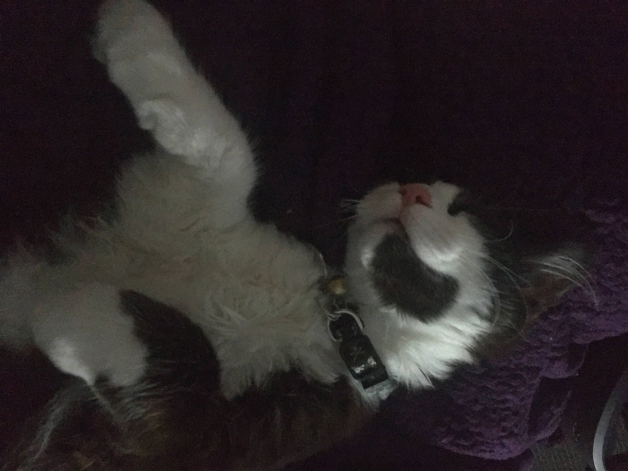 Iroh joined the competition — help win amazing prizes! carnivore, cat, ear, felidae, fur, paw, small_to_medium_sized_cats, tail, whiskers