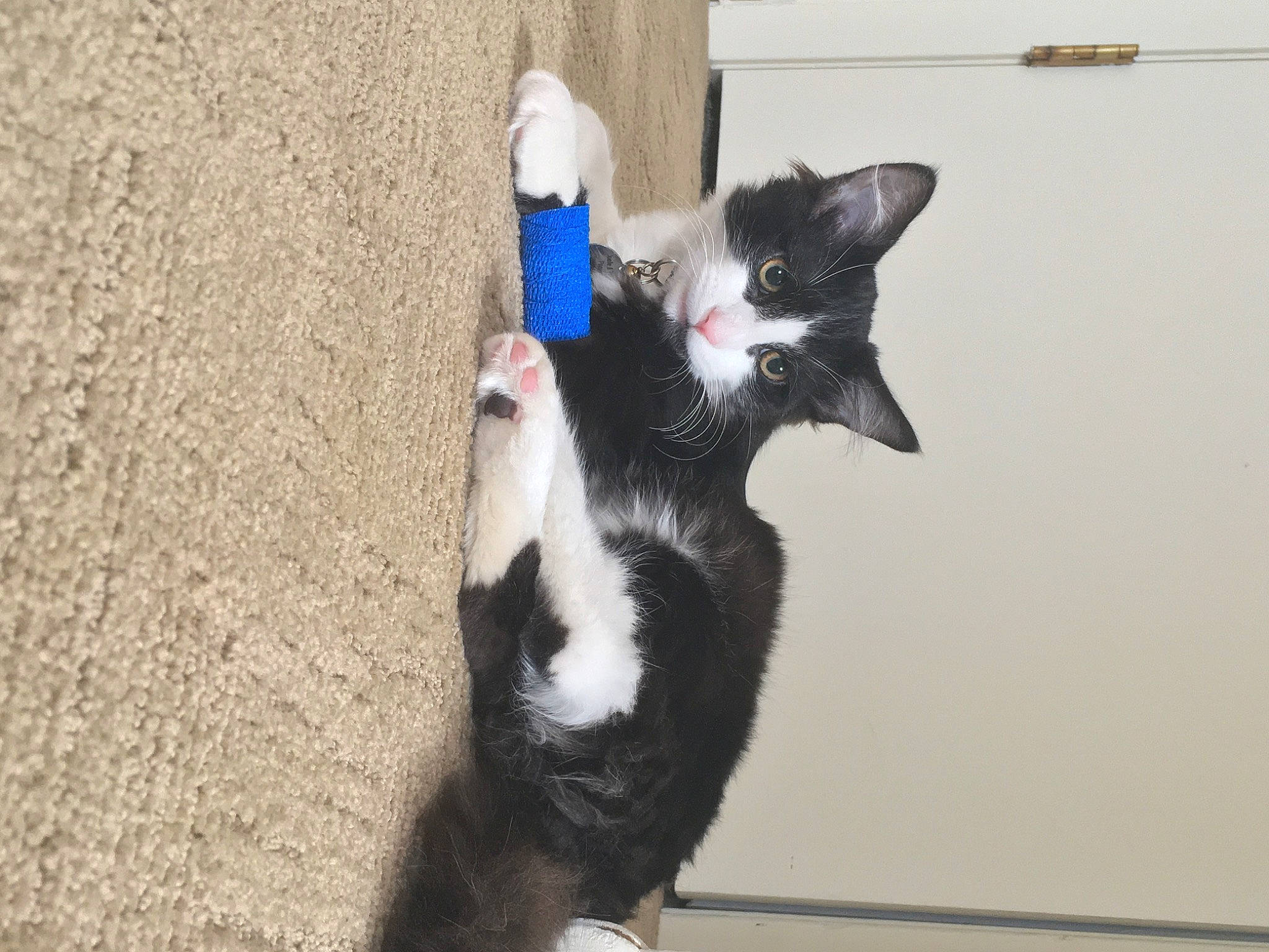 Iroh joined the competition — help win amazing prizes! black_and_white, carnivore, cat, domestic_short_haired_cat, felidae, fur, kitten, mammal, polydactyl_cat, small_to_medium_sized_cats, tail, whiskers