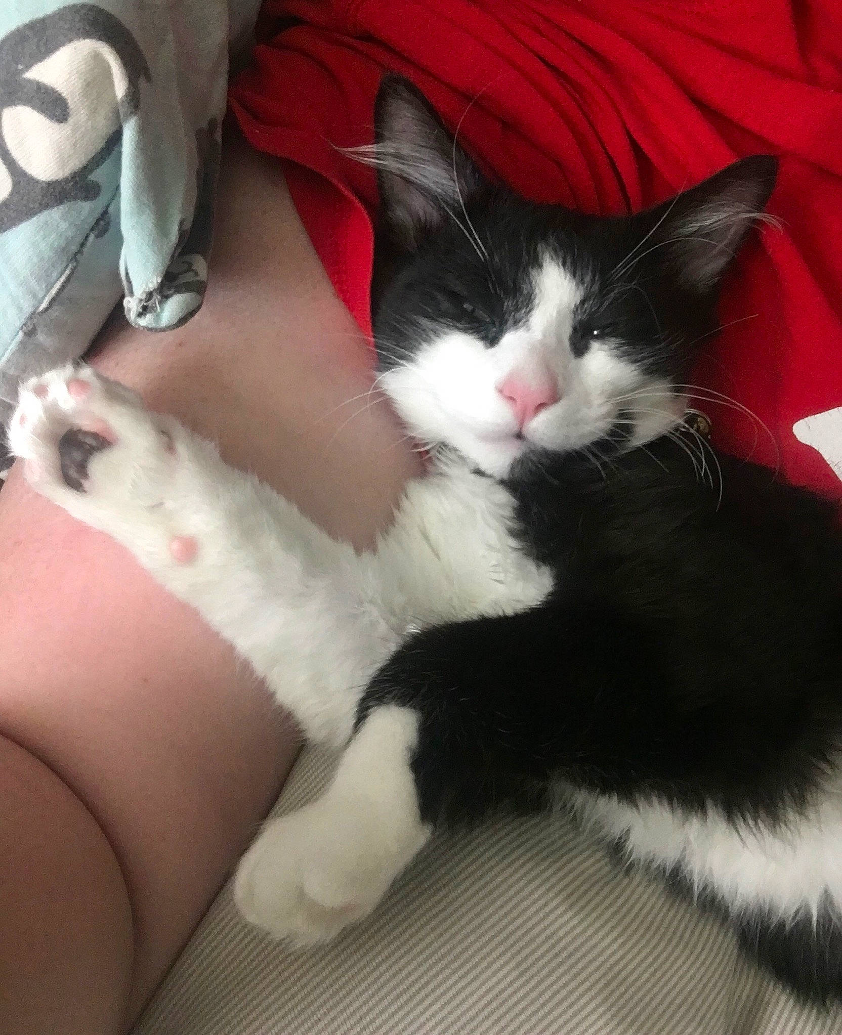 Iroh is registered to the contest to win money with this photo: american_wirehair, carnivore, cat, claw, domestic_short_haired_cat, ear, felidae, fur, kitten, lap, leg, mammal, norwegian_forest_cat, paw, polydactyl_cat, small_to_medium_sized_cats, tail, whiskers