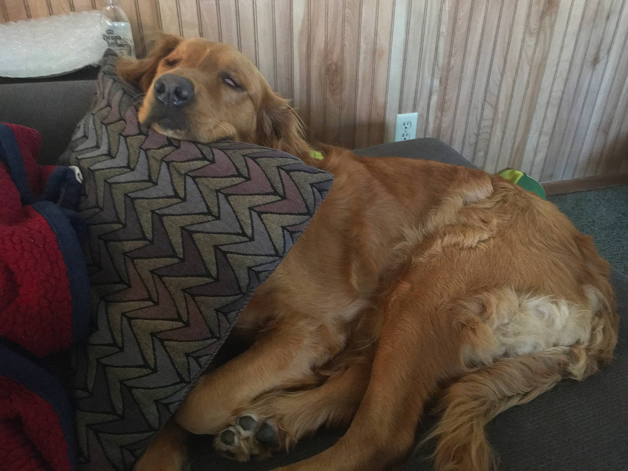 Ally joined the competition — help win amazing prizes! american_cocker_spaniel, canidae, carnivore, cocker_spaniel, companion_dog, dog, dog_breed, english_cocker_spaniel, fawn, field_spaniel, golden_retriever, mammal, retriever, russian_spaniel, spaniel, sporting_group, vertebrate