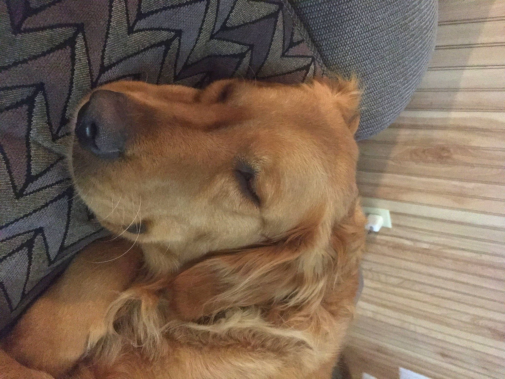 Ally joined the competition — help win amazing prizes! canidae, carnivore, companion_dog, dog, dog_breed, ear, fawn, golden_retriever, mammal, nose, puppy, puppy_love, snout, sporting_group