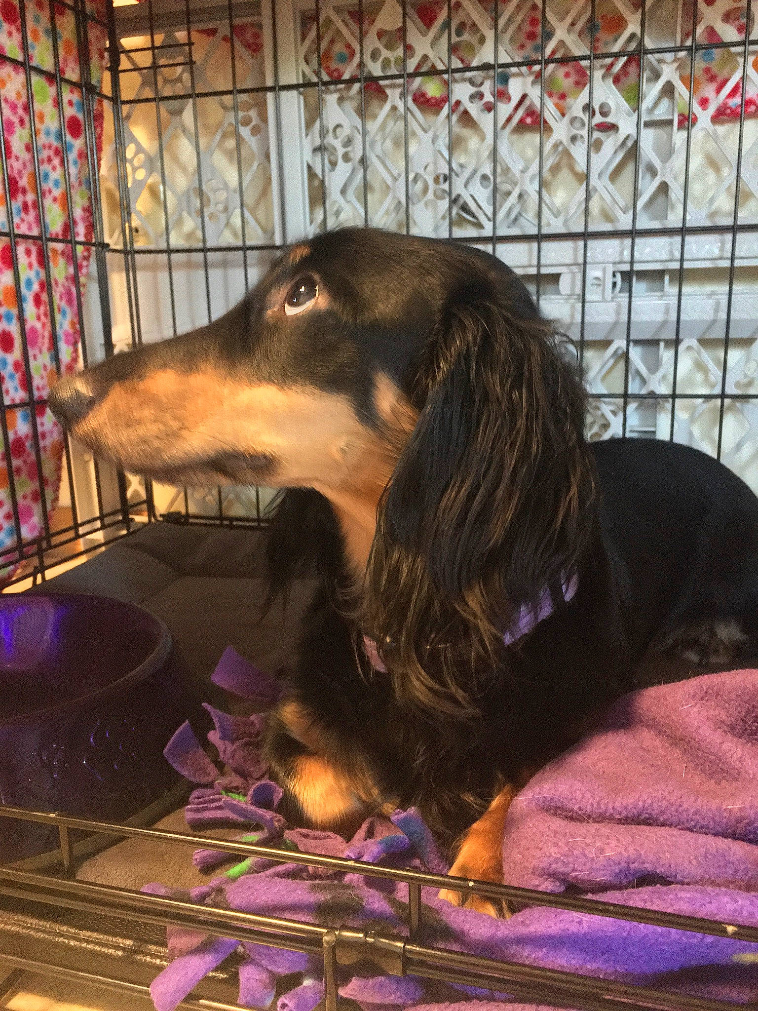 Ducky is registered to the contest to win money with this photo: canidae, carnivore, dachshund, dog, dog_breed, mammal, sporting_group, vertebrate