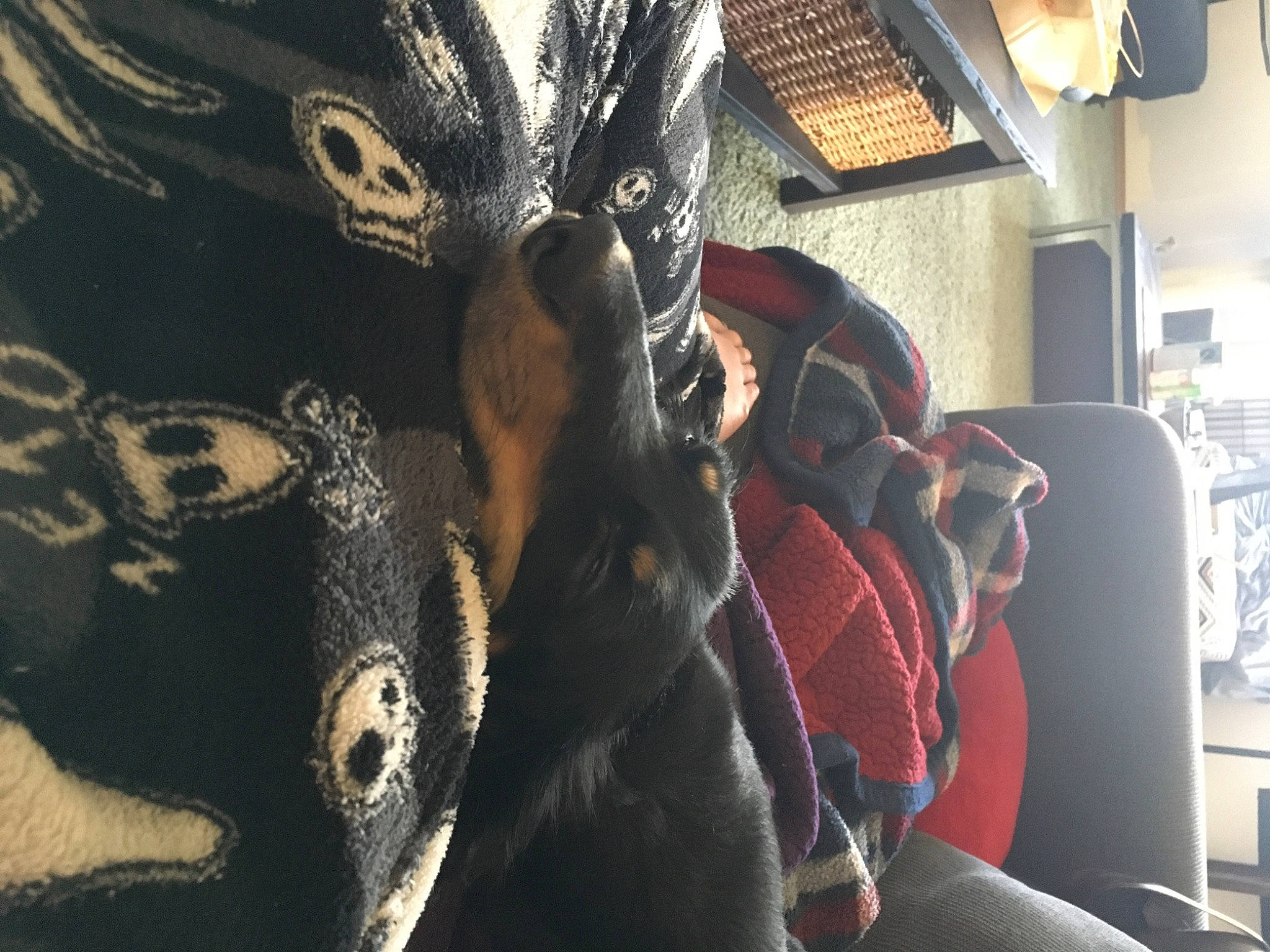 Ducky joined the competition — help win amazing prizes! canidae, carnivore, companion_dog, dobermann, dog, guard_dog, miniature_pinscher, non_sporting_group, pinscher, sporting_group