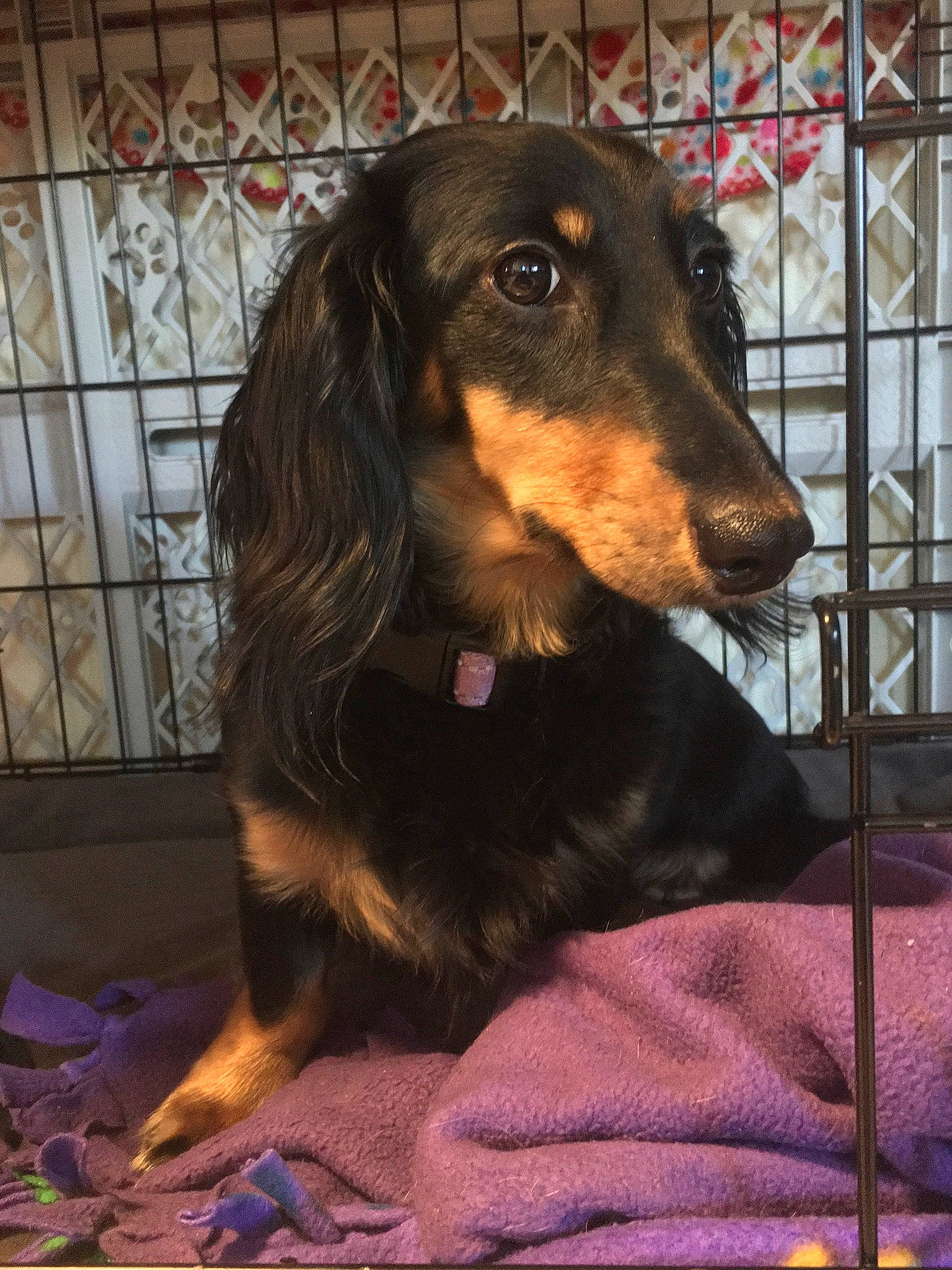 Ducky joined the competition — help win amazing prizes! canidae, carnivore, companion_dog, dachshund, dog, dog_breed, rare_breed_dog, sporting_group
