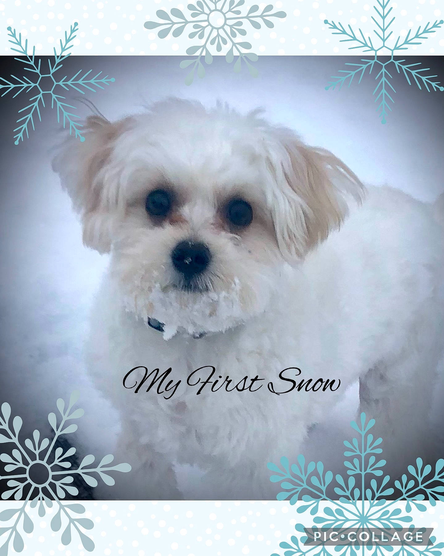 Andy is registered to the contest to win money with this photo: carnivore, companion_dog, dog, dog_breed, dog_supply, fawn, font, fur, happy, liver, photo_caption, plant, puppy_love, shih_tzu, snout, sporting_group, terrier, toy_dog, water_dog, working_animal