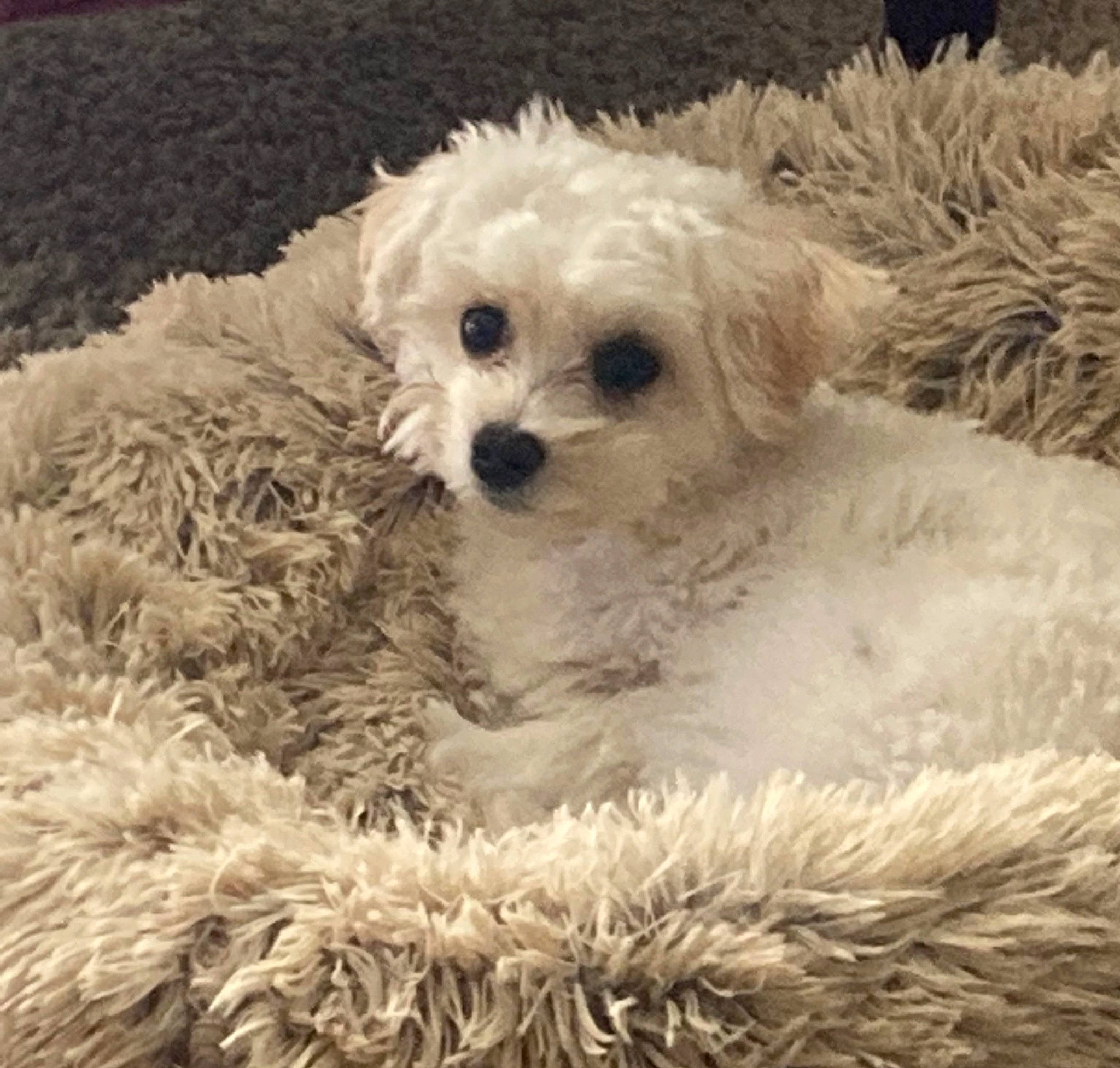 Andy is registered to the contest to win money with this photo: canidae, carnivore, companion_dog, dog, dog_breed, fur, labradoodle, non_sporting_group, plant, poodle, puppy, puppy_love, shih_poo, small_terrier, snout, sporting_group, terrier, toy_dog, water_dog, working_animal