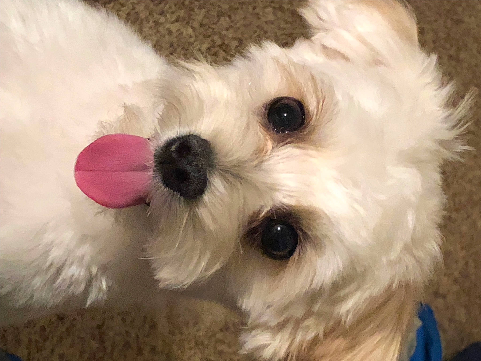 Andy is registered to the contest to win money with this photo: canidae, carnivore, close_up, collar, companion_dog, dog, dog_breed, dog_collar, dog_supply, eye, fur, mal_shi, pet_supply, snout, sporting_group, sunglasses, toy, toy_dog, whiskers, working_animal