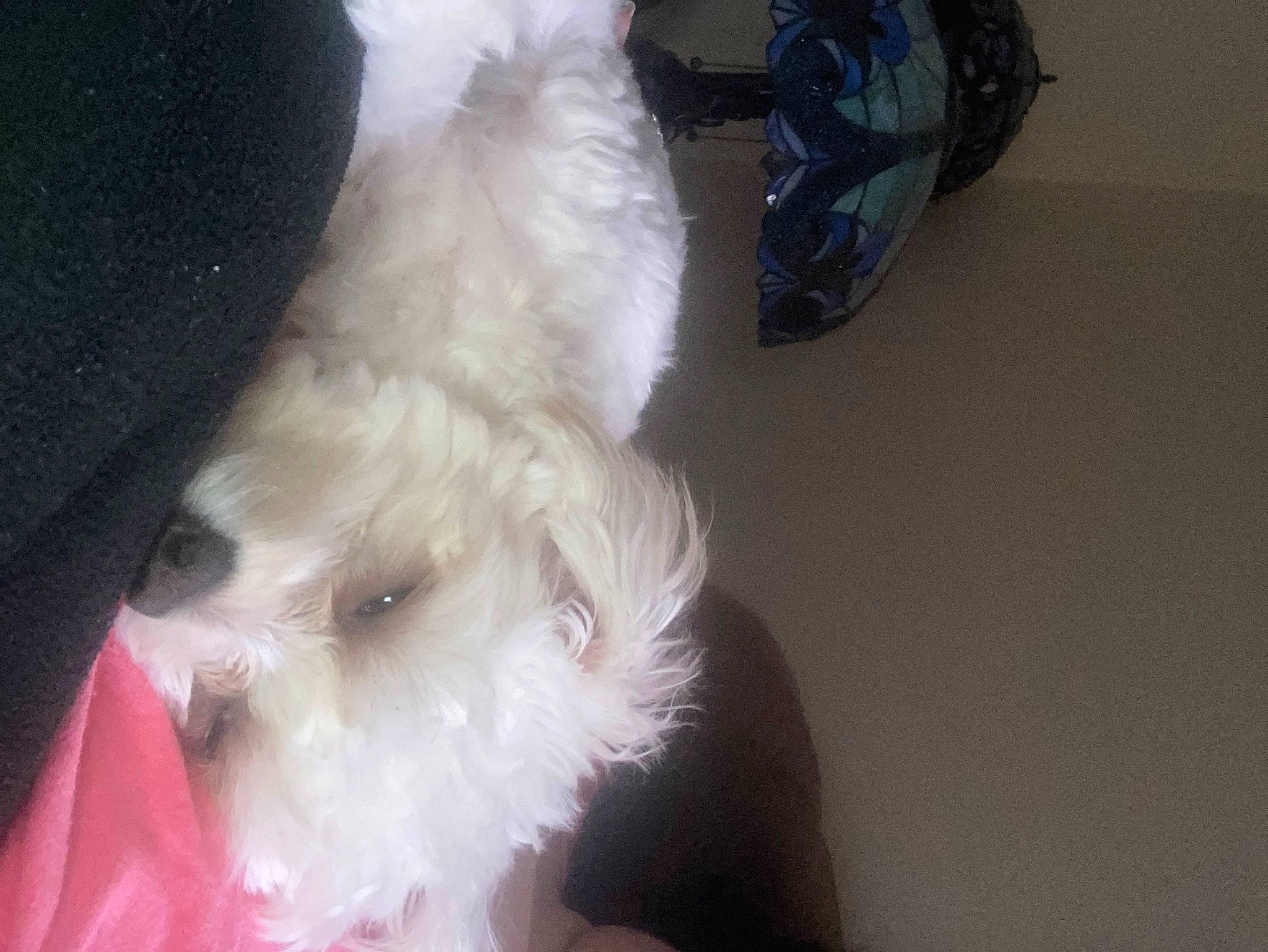 Andy joined the competition — help win amazing prizes! bichon, canidae, carnivore, companion_dog, dog, dog_breed, fawn, felidae, fur, labradoodle, non_sporting_group, paw, small_terrier, small_to_medium_sized_cats, sporting_group, tail, terrier, toy_dog, whiskers, working_animal