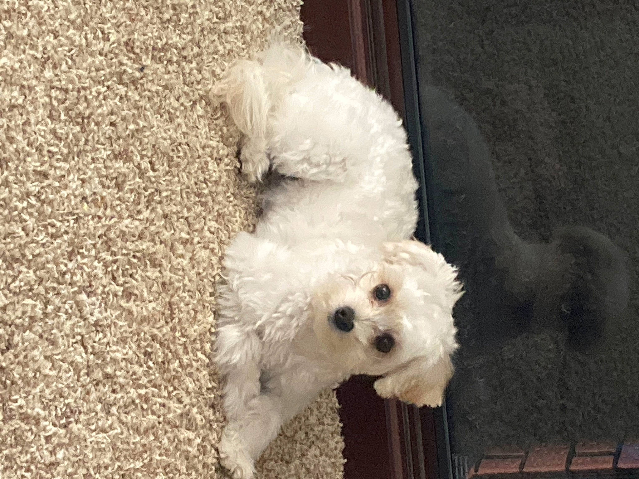 Andy is registered to the contest to win money with this photo: canidae, carnivore, cockapoo, companion_dog, dog, dog_breed, dog_collar, fur, goldendoodle, labradoodle, maltepoo, poodle, shih_poo, small_terrier, snout, sporting_group, sunglasses, terrier, toy_dog, water_dog