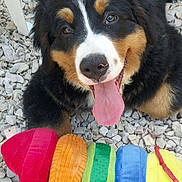 Bounty a rejoint le concours — aidez-le/la à gagner de superbes lots ! animal, bernese_mountain_dog, black_fur, brown_fur, colorful, cute, dog, fur, happy, lying_down, outdoor, pet, pet_toy, playful, plush_toy, puppy, rocks, tongue_out, toy, white_fur