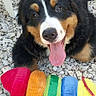 animal, bernese_mountain_dog, black_fur, brown_fur, colorful, cute, dog, fur, happy, lying_down, outdoor, pet, pet_toy, playful, plush_toy, puppy, rocks, tongue_out, toy, white_fur
