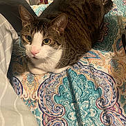 Kevin joined the competition — help win amazing prizes! animal, bedspread, cat, cozy, cute, domestic_cat, ears, feline, furniture, household, indoor, loafing_cat, nose, patterned_fabric, pet, resting, sleeping_spot, tabby_cat, whiskers, yellow_eyes