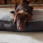 Bahia participe au concours pour gagner de l'argent avec cette photo : dog, puppy, labrador, brown_dog, dog_bed, firewood, stacked_wood, brick_wall, indoor, pet, floor, cute, lying_down, looking_at_camera, cozy, resting, young_dog, domestic_animal, animal, canine