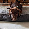 dog, puppy, labrador, brown_dog, dog_bed, firewood, stacked_wood, brick_wall, indoor, pet, floor, cute, lying_down, looking_at_camera, cozy, resting, young_dog, domestic_animal, animal, canine