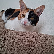 Cookie is registered to the contest to win money with this photo: cat, calico_cat, pet, animal, feline, close_up, portrait, face, eyes, ears, whiskers, pink_nose, tri_color, white_fur, orange_fur, black_fur, lying_down, blanket, indoor, cute