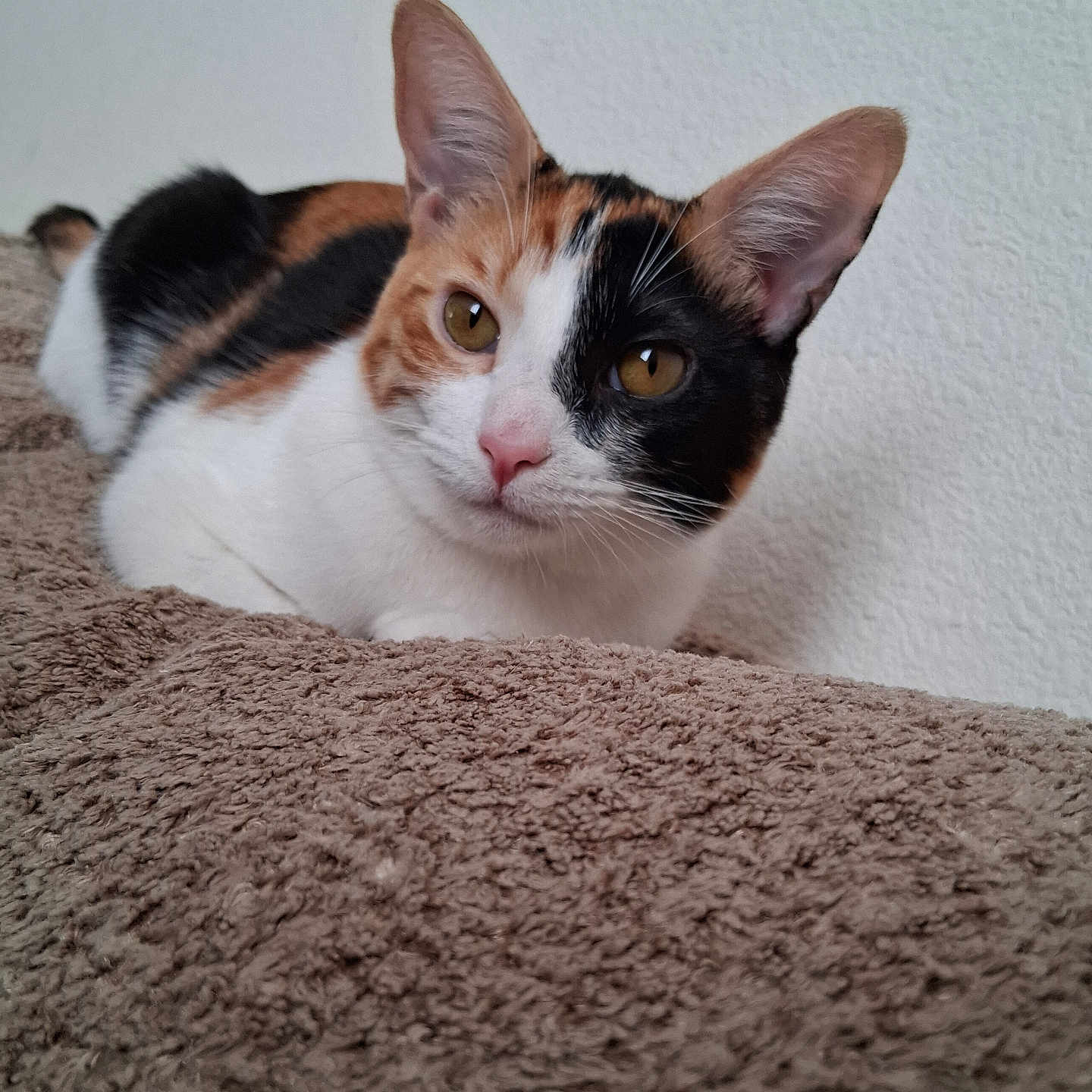 Cookie is registered to the contest to win money with this photo: cat, calico_cat, pet, animal, feline, close_up, portrait, face, eyes, ears, whiskers, pink_nose, tri_color, white_fur, orange_fur, black_fur, lying_down, blanket, indoor, cute