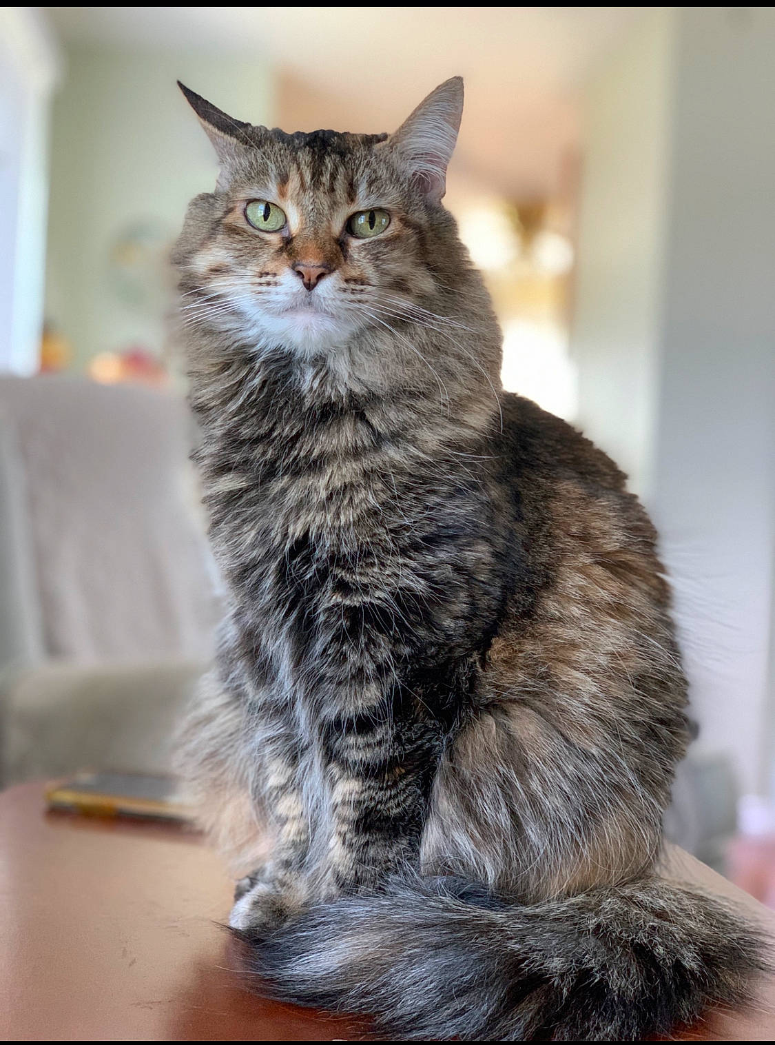 Girlie joined the competition — help win amazing prizes! carnivore, cat, claw, domestic_short_haired_cat, felidae, fur, grey, paw, sitting, small_to_medium_sized_cats, snout, tail, terrestrial_animal, whiskers, wildlife, window