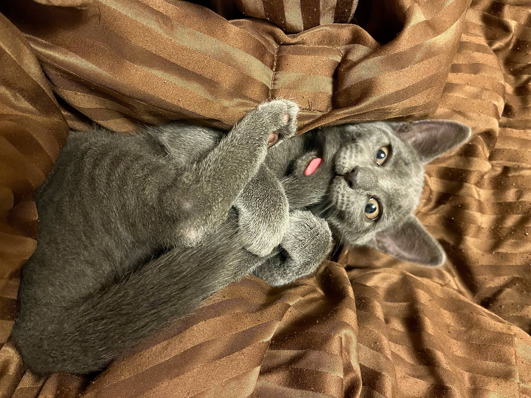 Boba is registered to the contest to win money with this photo: carmine, cat, comfort, denim, domestic_short_haired_cat, fawn, felidae, fur, grey, linens, pattern, paw, sleeve, small_to_medium_sized_cats, snout, tail, whiskers, wood, wool, woolen