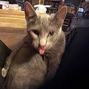 Junior joined the competition — help win amazing prizes! cat, gray_cat, indoor, tongue_out, blurry, furniture, cozy, warm_lighting, household_items, sofa, living_room, pet, mammal, ears, fur, cute, animal, domestic_cat, relaxed, closeup