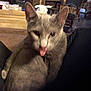 cat, gray_cat, indoor, tongue_out, blurry, furniture, cozy, warm_lighting, household_items, sofa, living_room, pet, mammal, ears, fur, cute, animal, domestic_cat, relaxed, closeup