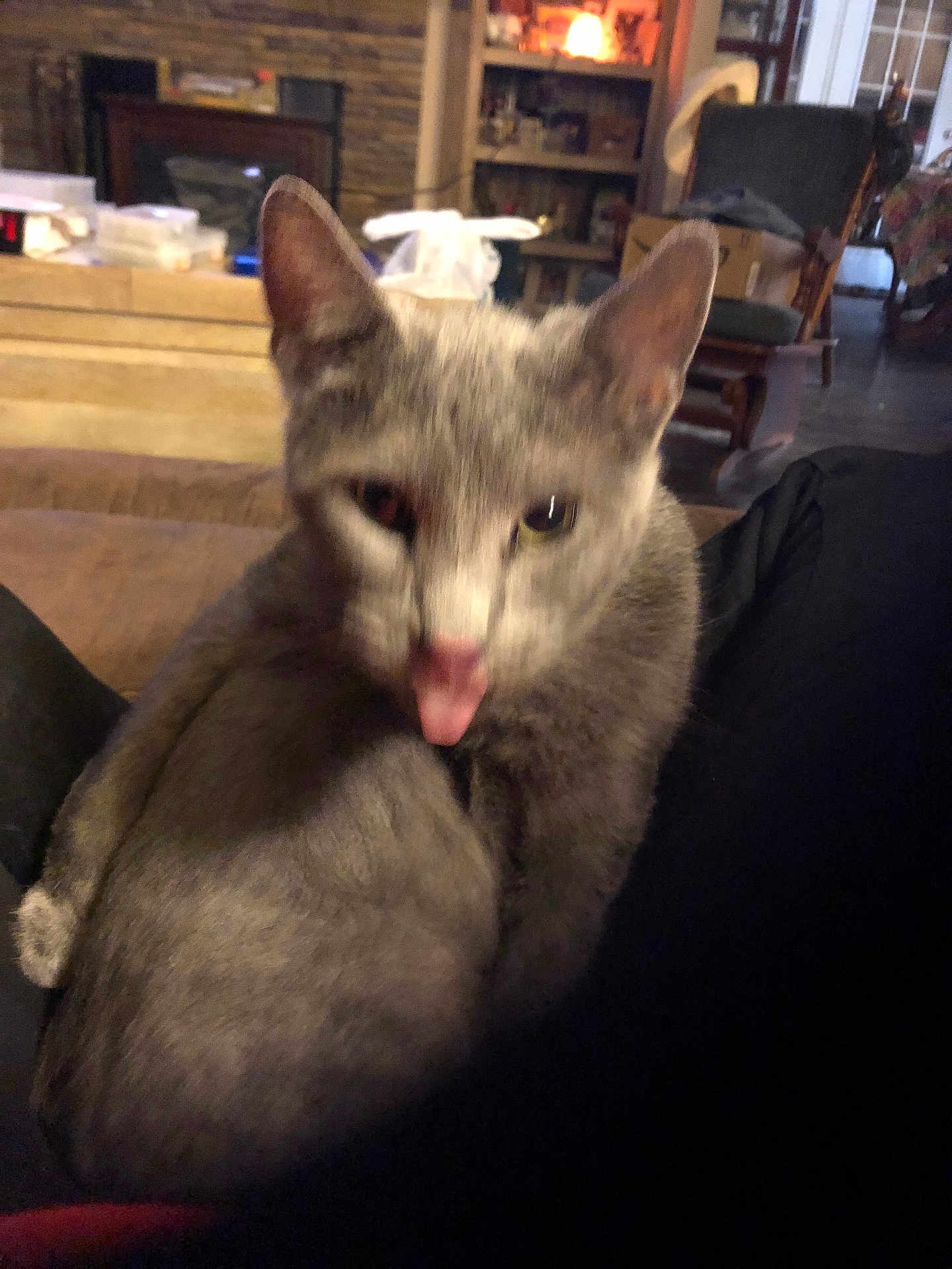 Junior joined the competition — help win amazing prizes! cat, gray_cat, indoor, tongue_out, blurry, furniture, cozy, warm_lighting, household_items, sofa, living_room, pet, mammal, ears, fur, cute, animal, domestic_cat, relaxed, closeup