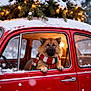 dog, scarf, red_car, snow, winter, pine_branches, christmas_lights, vintage_car, window, festive, holiday, outdoor, animal, cozy, seasonal, nature, decorations, warm_lighting, cute, pet