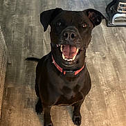 Noah is registered to the contest to win money with this photo: animal, black_dog, canine, collar, companion, dog, domestic_animal, floor, flooring, happy, household, indoor, looking_up, pet, playful, sitting, smiling, tongue_out, vacuum_cleaner, wooden_floor