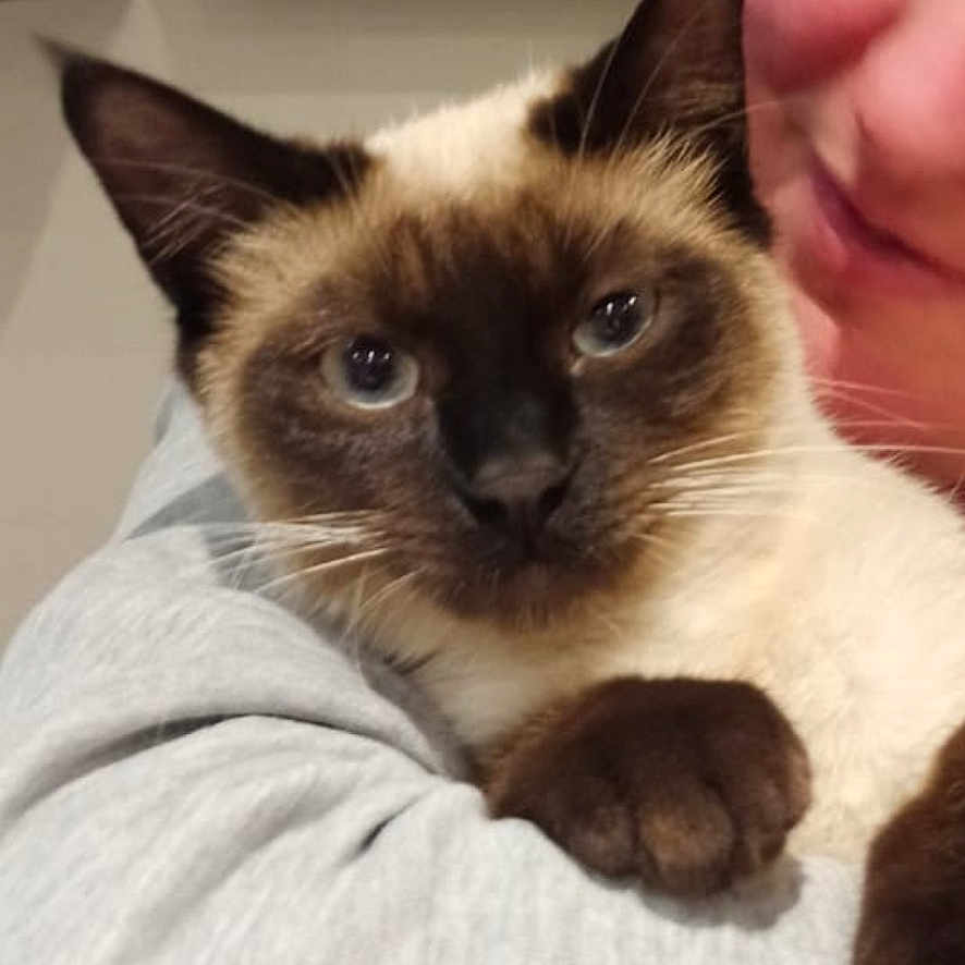 Coco