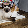 Coco a rejoint le concours — aidez-le/la à gagner de superbes lots ! animal, background, cat, cats, cloth, cozy, domestic, ears, feline, indoor, laying_down, orange_cat, pets, resting, siamese_cat, toy_box, two_animals, whiskers, white_cat, wooden_surface