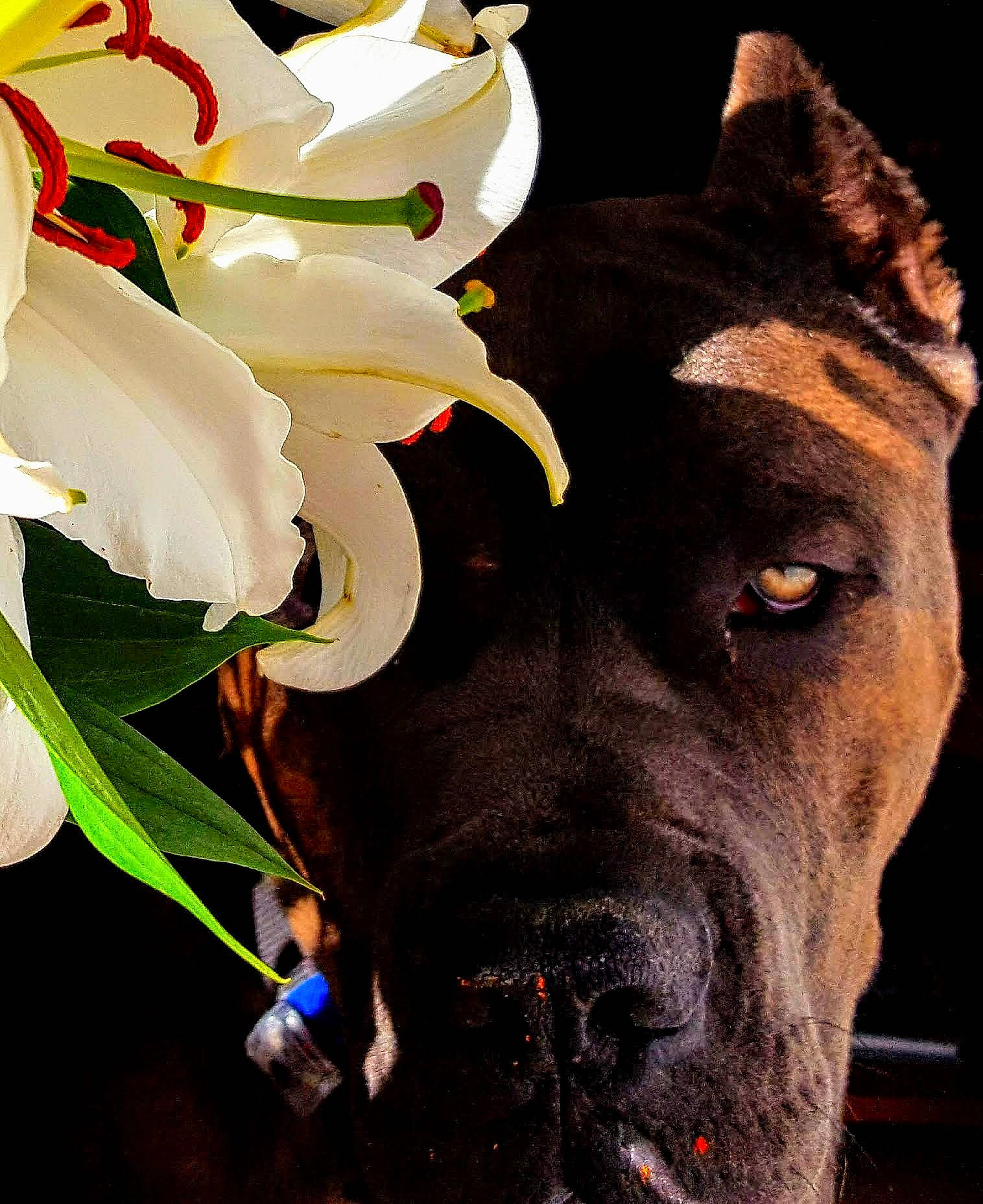 Dove joined the competition — help win amazing prizes! carnivore, collar, companion_dog, dog, dog_breed, dog_collar, ear, eye, fawn, flower, fur, giant_dog_breed, jaw, liver, petal, plant, snout, sporting_group, whiskers, working_animal