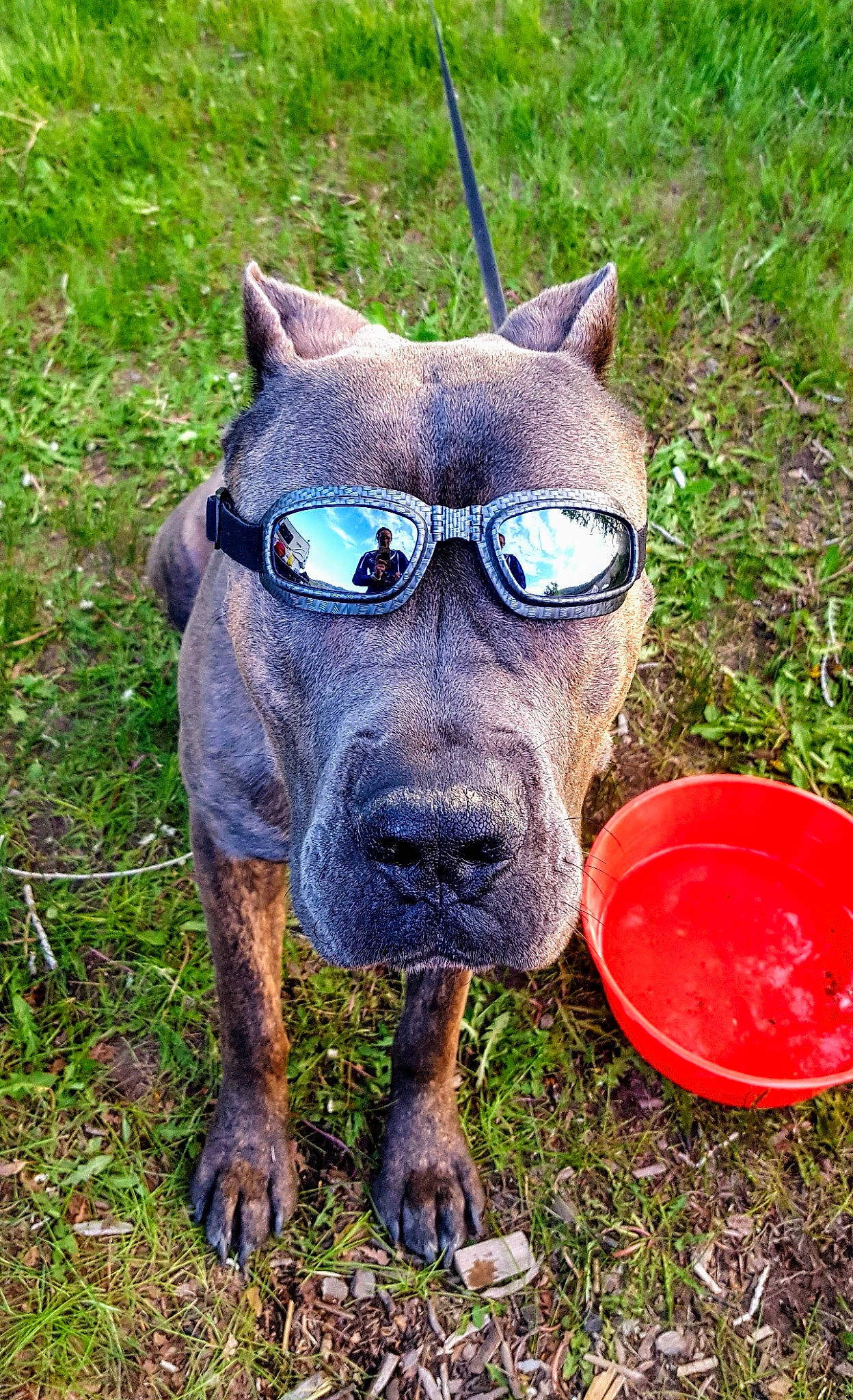 Dove is registered to the contest to win money with this photo: canidae, carnivore, companion_dog, dog, dog_breed, electric_blue, eyewear, fawn, glasses, grass, guard_dog, non_sporting_group, personal_protective_equipment, snout, sporting_group, terrestrial_animal, whiskers, working_animal, working_dog