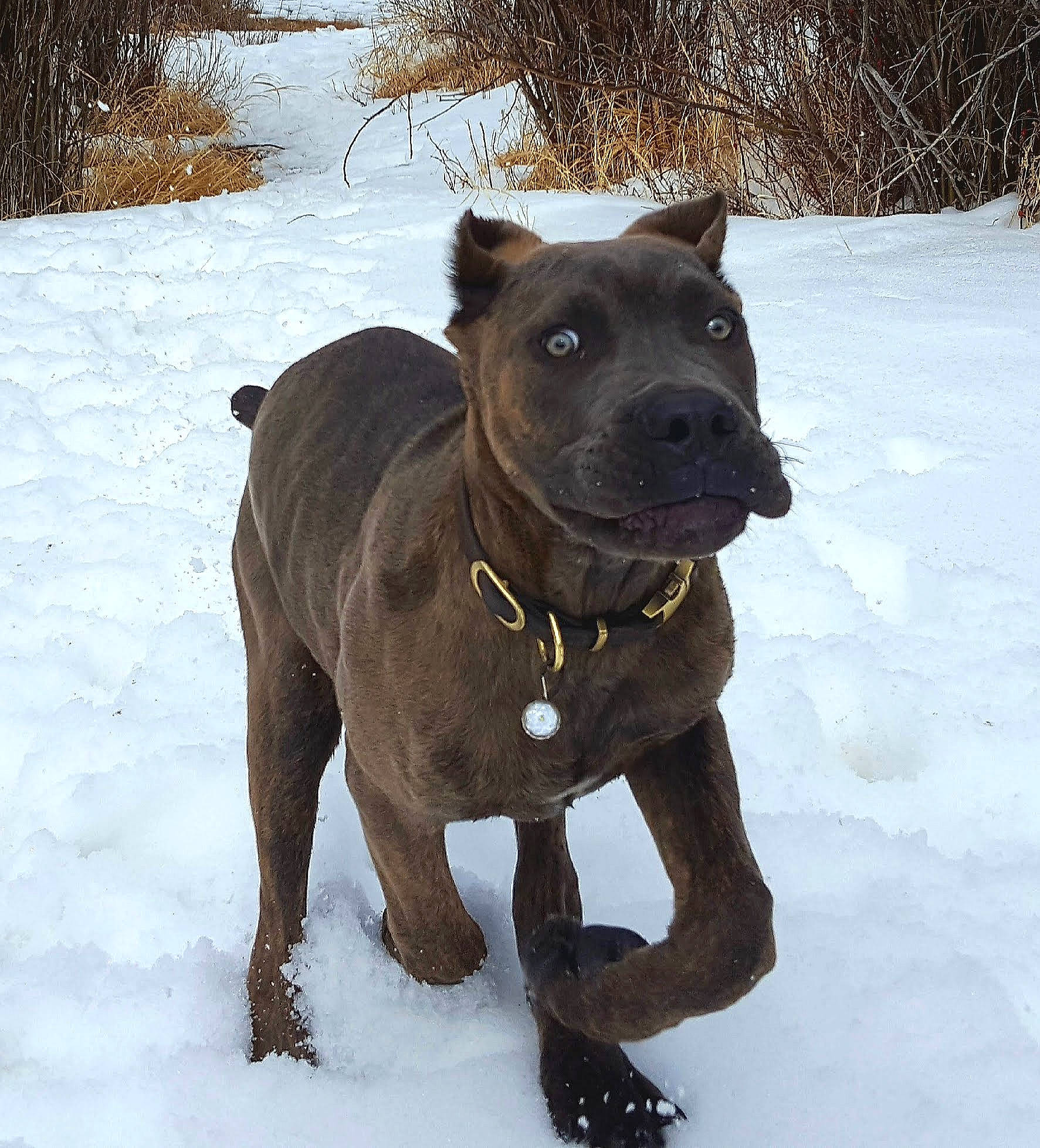 Dove joined the competition — help win amazing prizes! canidae, carnivore, collar, companion_dog, dog, dog_breed, dog_collar, fawn, freezing, leash, liver, pet_supply, plant, snout, snow, sporting_group, tail, whiskers, winter, working_animal