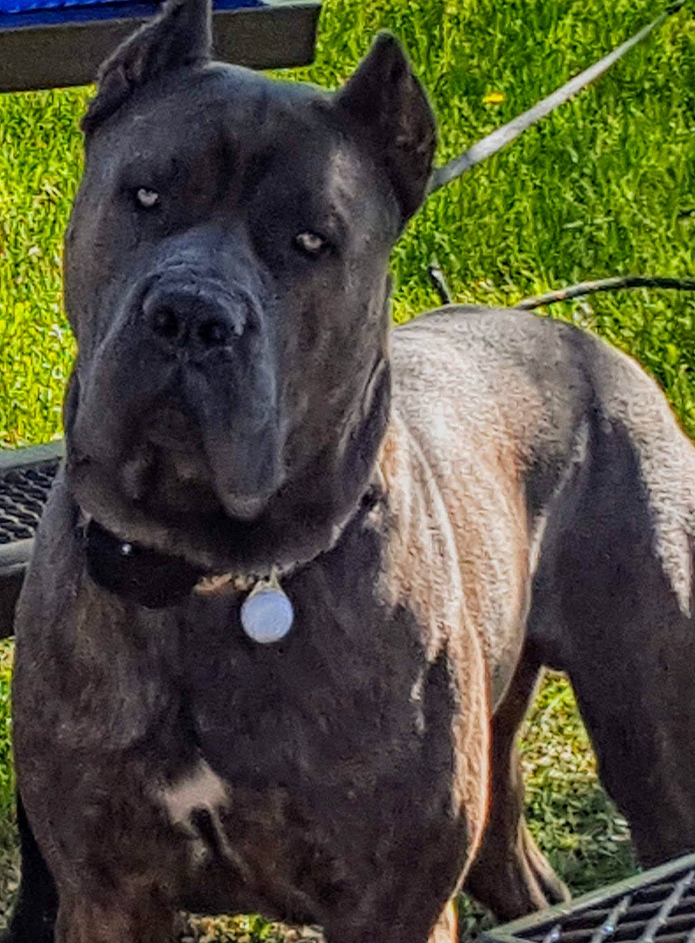 Dove joined the competition — help win amazing prizes! ancient_dog_breeds, carnivore, collar, companion_dog, dog, dog_breed, dog_collar, fawn, grass, liver, molosser, non_sporting_group, plant, snout, sporting_group, whiskers, working_animal, working_dog