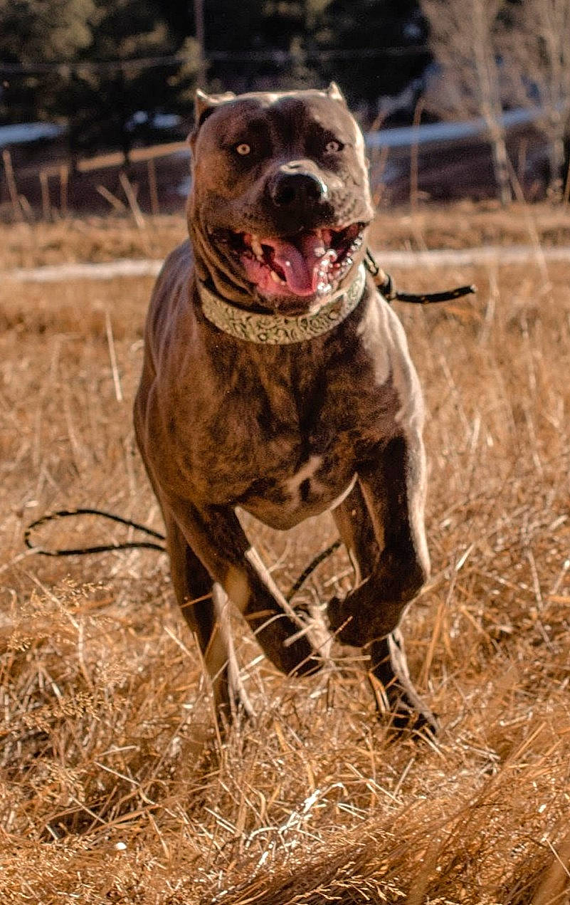 Dove is registered to the contest to win money with this photo: canidae, carnivore, collar, companion_dog, dog, dog_breed, dog_collar, grass, gun_dog, hunting_dog, liver, molosser, non_sporting_group, snout, sporting_group, tail, terrestrial_animal, whiskers, working_animal, working_dog