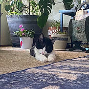 Kowalski is registered to the contest to win money with this photo: animal, black_and_white, carpet, cat, cozy, floor, greenery, home_decor, indoor, interior, natural_light, pet, plants, potted_plants, quiet, relaxed, rug, sleeping, table, vase