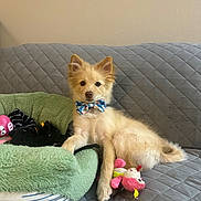 Ramsey is registered to the contest to win money with this photo: animal, bow_tie, canine, companion, couch, cute, dog, domestic, fur, gray, green_bed, indoor, looking_at_camera, pet, pink_toy, plush_toy, portrait, quilted, relaxed, stylish