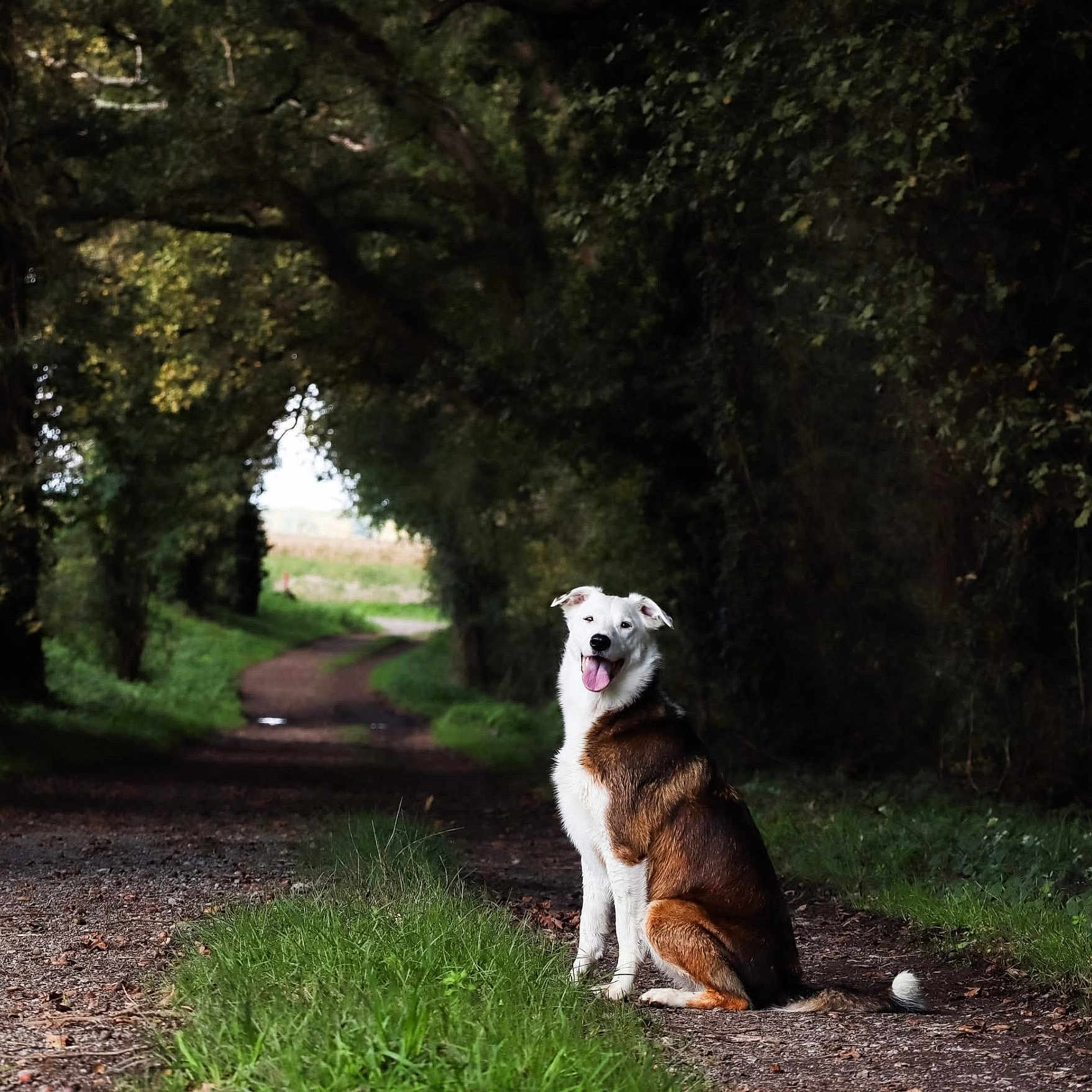 Seal a rejoint le concours — aidez-le/la à gagner de superbes lots ! animal, canine, dog, grass, gravel, grove, hound, jungle, land, nature, outdoors, path, pet, plant, road, soil, trail, tree, vegetation, woodland