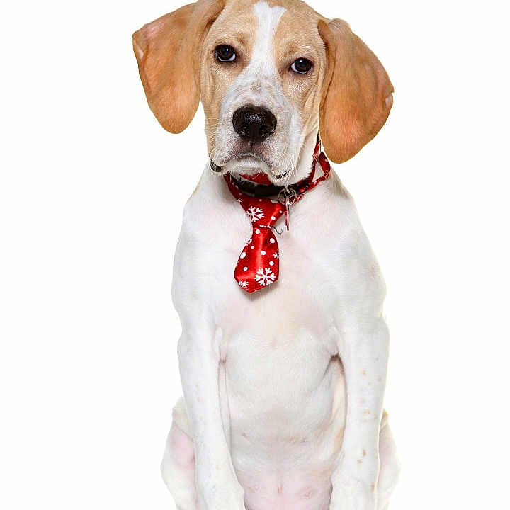 Caramel participe au concours pour gagner de l'argent avec cette photo : accessories, animal, beagle, boxer, bulldog, canine, collar, dog, formalwear, hound, labradorretriever, leash, necktie, pet, pointer, puppy, snout, strap, tie, whitedog