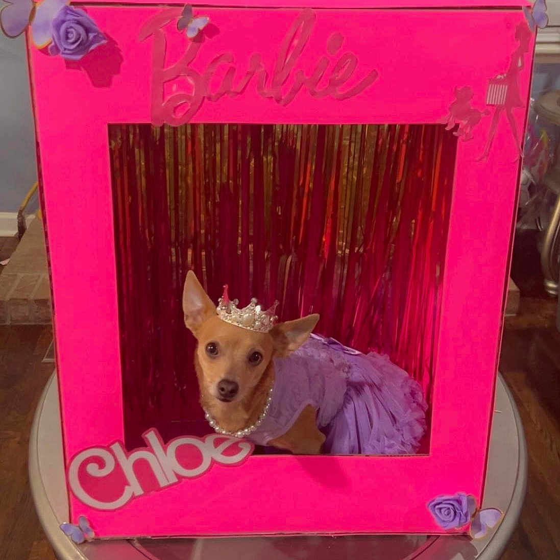 Chloe is registered to the contest to win money with this photo: animal, canine, dog, dogbed, doghouse, envelope, greetingcard, mail, pet, photobooth, photoframe, puppy