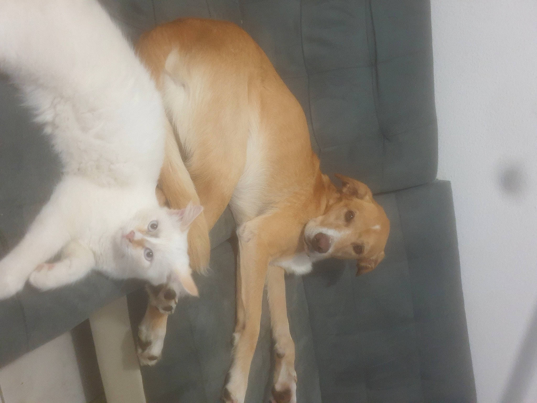 Easy participe au concours pour gagner de l'argent avec cette photo : canidae, carnivore, companion_dog, dog, dog_breed, fawn, felidae, flooring, jaw, non_sporting_group, paw, pet_supply, snout, sporting_group, tail, terrestrial_animal, wood, working_animal