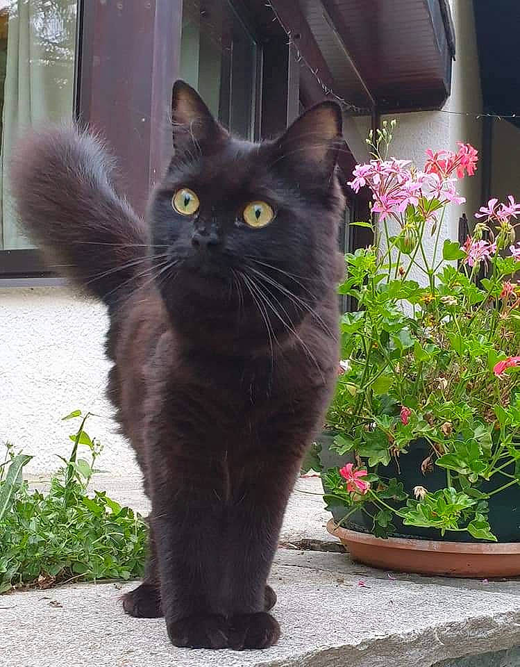 Louis participe au concours pour gagner de l'argent avec cette photo : annual_plant, black_cat, carnivore, cat, domestic_short_haired_cat, felidae, flower, flowerpot, fur, grass, grey, groundcover, herb, herbaceous_plant, houseplant, plant, small_to_medium_sized_cats, tail, whiskers, window