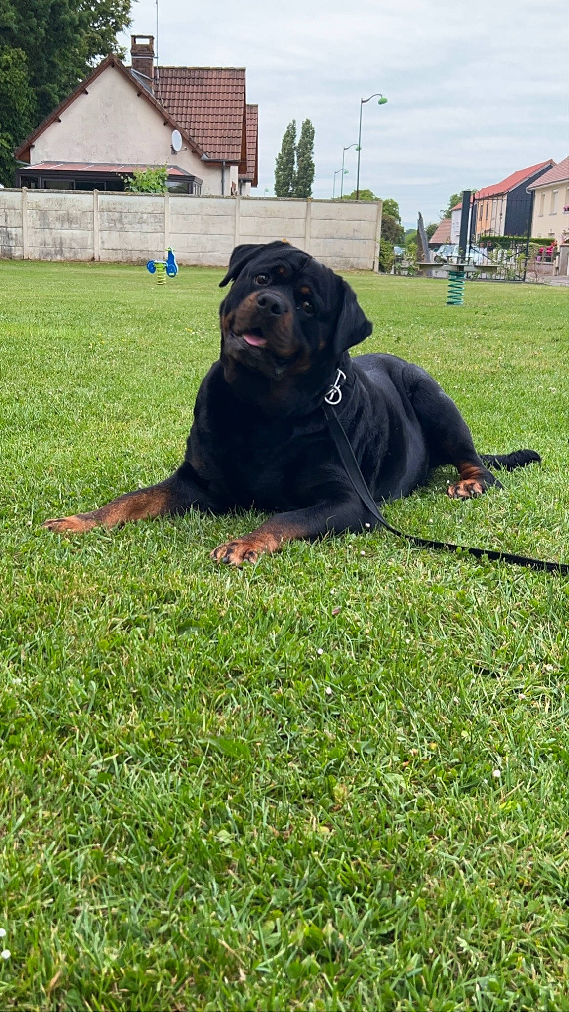Narko participe au concours pour gagner de l'argent avec cette photo : canidae, carnivore, cloud, companion_dog, dog, dog_breed, grass, grass_family, grassland, groundcover, guard_dog, gun_dog, liver, pasture, plant, sky, snout, sporting_group, tree, working_animal